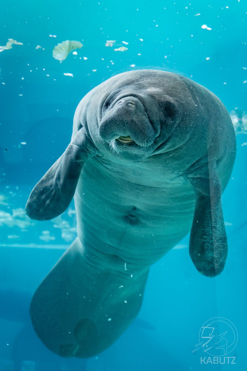 tan_sui_kabutz's tweet photo. 突然ですが「水族館はいいぞ大会」を開催します！みなさんが自分で撮った水族館の写真を見せてください。枚数制限無し・動画もOKですがリンク貼付はNGです。リプ欄の写真も素敵だと思ったらぜひ積極的にいいねを���願いします。

※画像の無断転載はやめてください。 https://t.co/H6hIDEvZiz