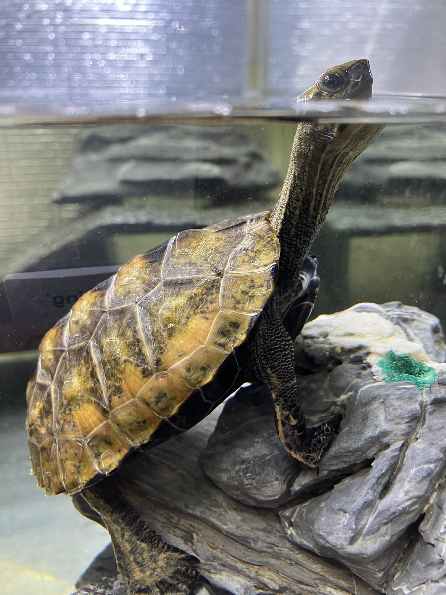 ebolotto's tweet photo. 亀水槽のレイアウト変えてみました(^^)
コテツは石の上がお気に入りみたい🐢

#ニホンイシガメ https://t.co/DuGwGpZ6QI