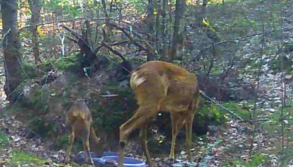 Griet10's tweet photo. @faunabeschermin @PostEgbert Juist daarom zet ik drinkbakken in het bos. https://t.co/4j3q493ytJ