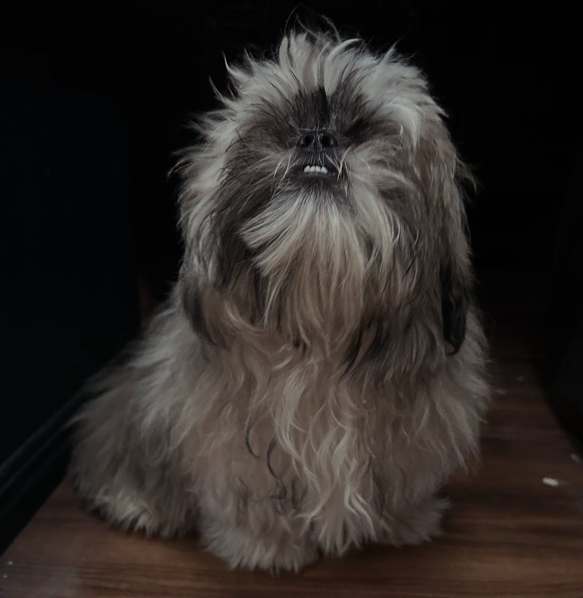 VanPup