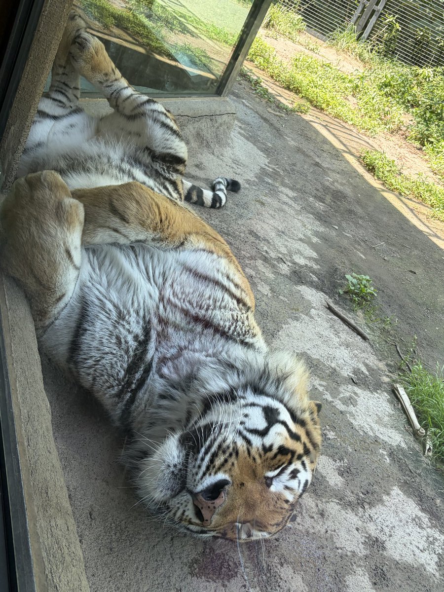 ATM516w9's tweet photo. 去年行くって行けなかったから、リベンジであみさんと円山動物園行ってきたぞ！ https://t.co/h9Yzyicwv1