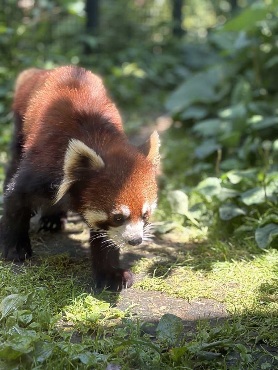 ATM516w9's tweet photo. 去年行くって行けなかったから、リベンジであみさんと円山動物園行ってきたぞ！ https://t.co/h9Yzyicwv1