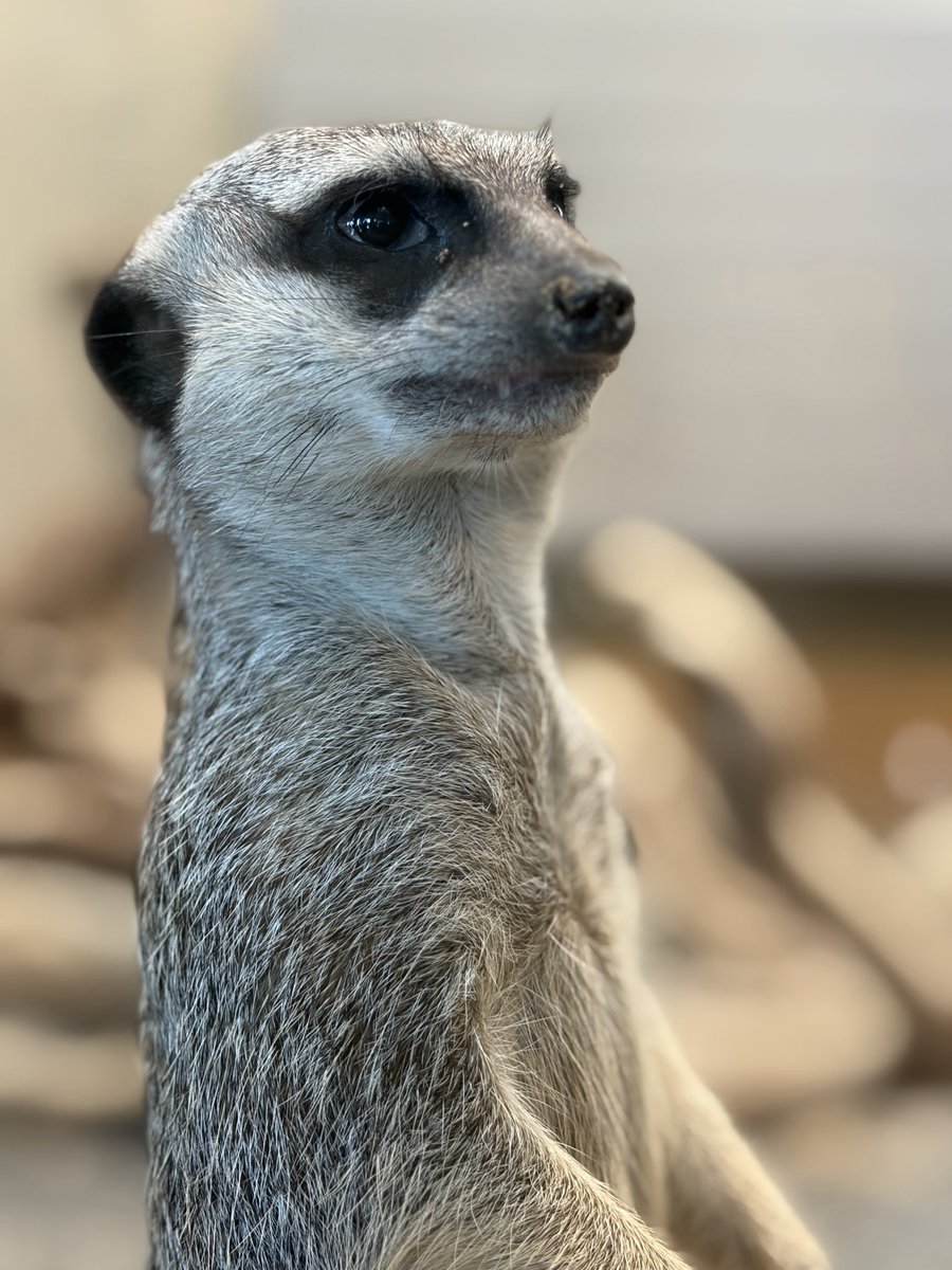 ATM516w9's tweet photo. 去年行くって行けなかったから、リベンジであみさんと円山動物園行ってきたぞ！ https://t.co/h9Yzyicwv1