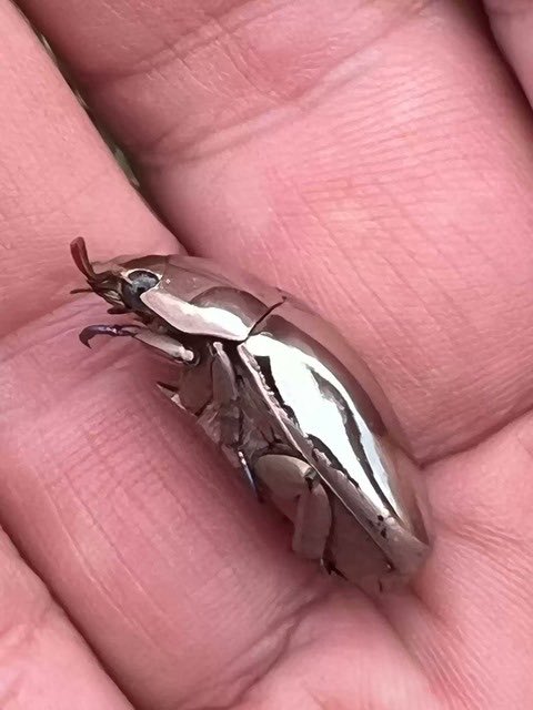 worldsokuho's tweet photo. 【画像】コスタリカで捕獲されたカナブン、完全に地球外生命物体 https://t.co/mu3fbRs54R
