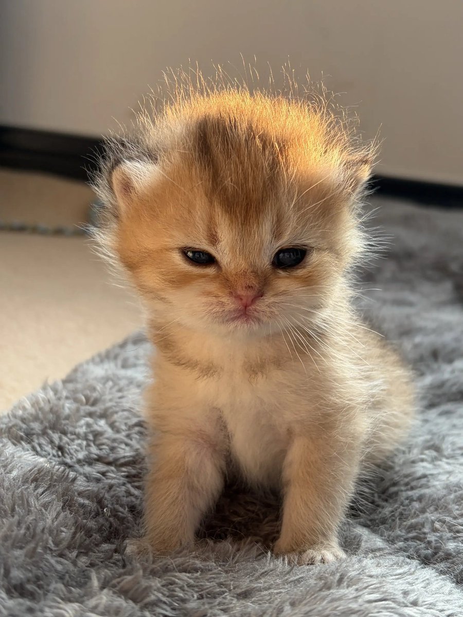 catsloversclubx's tweet photo. Just woke up... still processing life. ☀️🐱 https://t.co/TgXeGUByC8