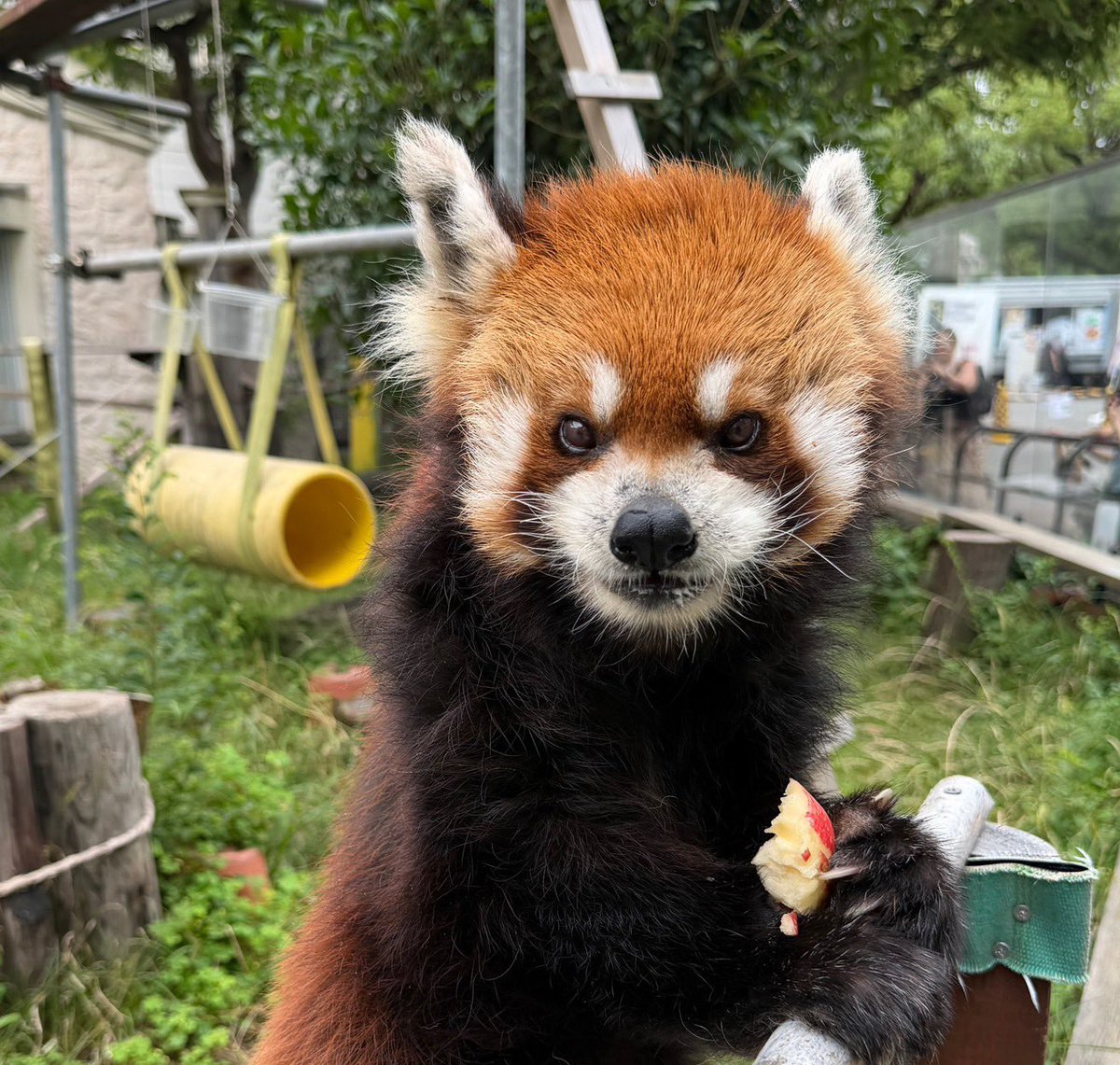 天王寺動物園［公式］ tweet media