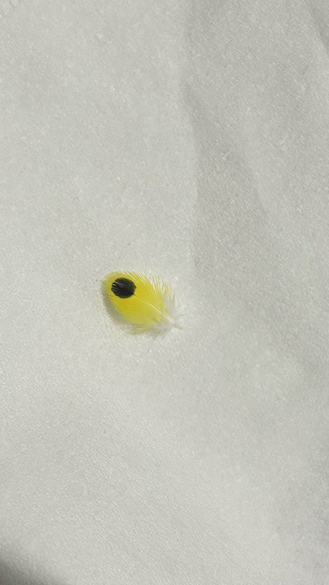 dyn0oooo's tweet photo. 黒ぽっちの落し物です❕😳
 #セキセイインコ https://t.co/LY7ivqUYh3