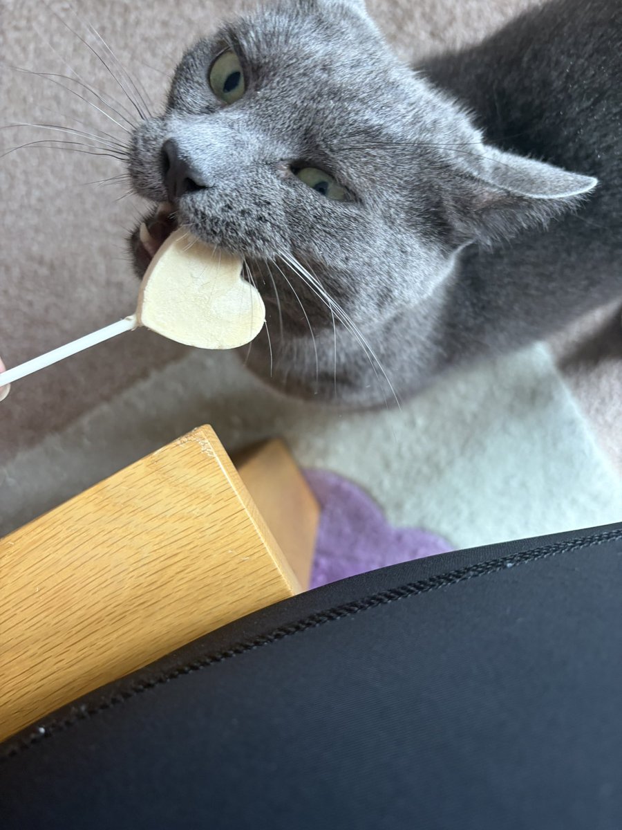 caspertopcat's tweet photo. Happy #Caturday enjoy a chomp on a purrpop #lollipops 🐾🐾😻 https://t.co/EBlugAzRpH