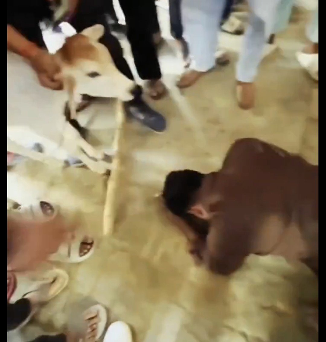 Muslim_ITCell's tweet photo. Barabanki, Yogi's Uttar Pradesh.

Vimlesh Sharma, so-called "State President" of Shri Ram Sanatan Seva Samiti, and his Gau Raksha Dal goons brutally assaulted an innocent Muslim man.

They didn't stop at beating him. These cow-worshipping extremists forced him to do "Sajda" before a calf like a slave and demanded he drink cow urine as "punishment" for some alleged remark. #IndianMuslims