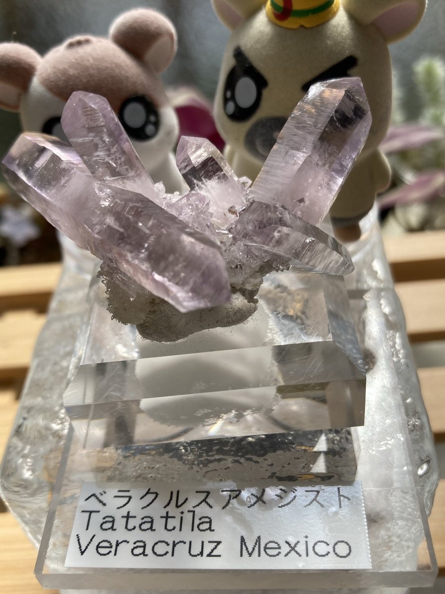 uNiqoban's tweet photo. ミネラルアドベンチャー(@mineraladventur )さんにて、

・ベラクルスアメジスト💎

ユニークな結晶の生え方が良い🌵♪
細かな結晶もたくさんいてマーベラスな趣きがあり。

一日中、鉱物をみて疲れていたのか、すっとぼけてしまいまして、、😵‍💫
おまけをして頂き、ありがとうございました🙇感謝です https://t.co/zESvQV4QfL