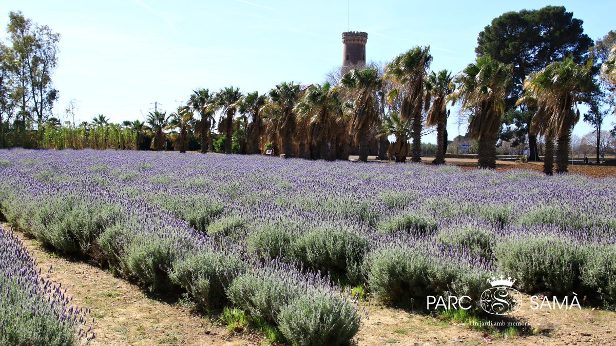 ParcSama's tweet photo. 💜 Sabies que “#Lavanda” ve del llatí lavare (rentar)?
Els romans ja la feien servir als seus banys 🛁
🌿Una aroma que relaxa… des de fa segles
✨Vine a descobrir-la al #ParcSamà 💜
📸 Eduardo Trallero
#Cambrils #CostaDaurada #Tarragona https://t.co/u4GDSnOPjw