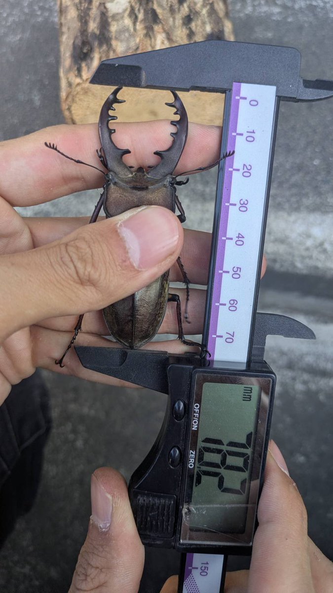 LucanusY777's tweet photo. 北海道産ミヤマクワガタ
自己最大78.2mm（最終計測）
嬉しくてニコニコが止まらない！！
今後これを超えるミヤマを採ることはあるのだろうか？ https://t.co/O1dhcF1MA8