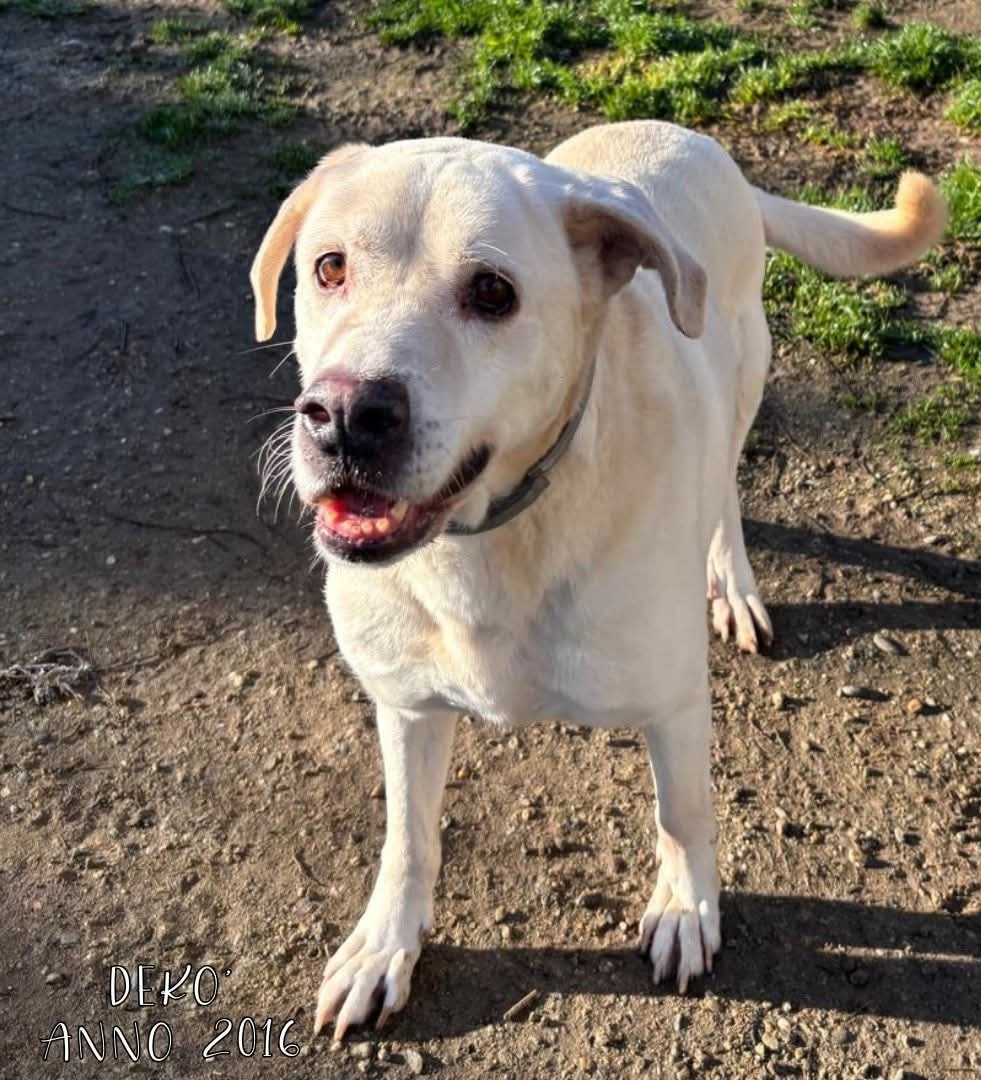 4zampeinvolo's tweet photo. 🐾 ADOZIONE DEL CUORE ♥️ - Adotta un cane disabile ma con tanta voglia di amare.
💔 Dekò non ha perso la voglia di amare, anche se la vita gli ha tolto tanto lui non cerca pietà, cerca amore, quello vero, che resta anche quando la vita fa male.
9 anni di dolcezza, di occhi che parlano, di silenzi che chiedono solo amore.
Era stato adottato, finalmente sembrava aver trovato il suo posto nel mondo, ma la vita, a volte, sa essere crudele.
È un cane anziano, sì, ma ha ancora tanto da dare, è il compagno perfetto per chi sa che l’amore vero non ha età.
📣 Info rapide su DEKO':
📍 Età: 2016 (9 anni)
⚖️ Taglia: Grande
🧬 Razza: Meticcio
😃 Carattere: Dolce e vivace; è un cane gioioso nonostante la sua disabilità alle zampe posteriori e nonostante abbia conosciuto la cattiveria e l'abbandono...
🐶 Compatibile con cani: No
🐱 Compatibile con gatti: No
👧 Compatibile con bambini: Da valutare
💉 Sterilizzato/a: Sì
🏥 Vaccinazioni e chip: Sì
🩺Salute: prende integratori per la zampa operata non saldata correttamente, necessita di cicli di fisioterapia.
📍 Si trova a: Pavia (Lombardia)
📦 Adottabile in: Centro-Nord Italia
📞 Per info e adozione:
📲 3792564110
📧 quattrozampeinvolo@gmail.com
💬 Mandaci un messaggio sui social

#meticcio #adozioni4ZiV #adottanoncomprare #adoptnotshop #adozioni4ziv
#sostienici #adopt #adottauncane #adottauncanedalcanile #adozionedelcuore
#4zampeinvolo #adoptdontshop #adozionicani #adotta #dog #lovedogs #sostieni4ziv #caniadulti #apriunagabbia #adottauncaneadulto #adozioni
#noncomprareadotta #adottauncanedelcanile #animalovers #adottaadistanza #cane #adoptdonshop