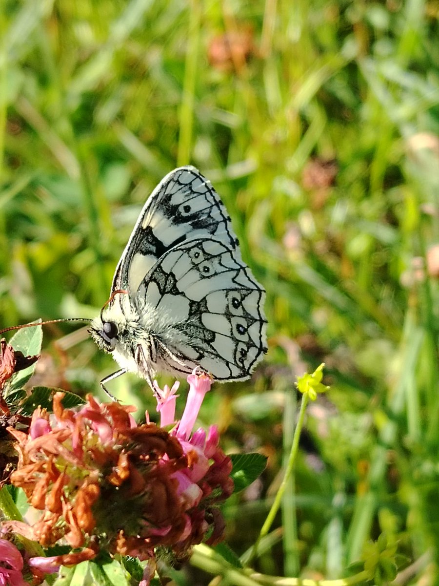 AilinKee's tweet photo. It was a warm evening with a slight breeze as we headed to a local park for a wander yesterday . 2 highlights - Marbled White butterfly &amp; Pyramidal orchids. There's much to discover if you take your time. Happy #walesnatureweek #getoutside https://t.co/tTl1WRZHps