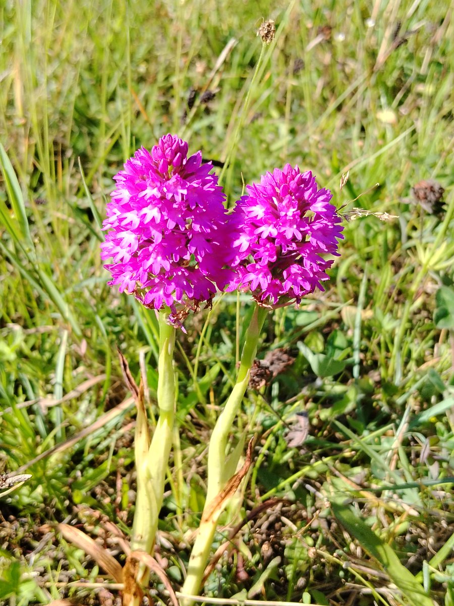 AilinKee's tweet photo. It was a warm evening with a slight breeze as we headed to a local park for a wander yesterday . 2 highlights - Marbled White butterfly &amp; Pyramidal orchids. There's much to discover if you take your time. Happy #walesnatureweek #getoutside https://t.co/tTl1WRZHps