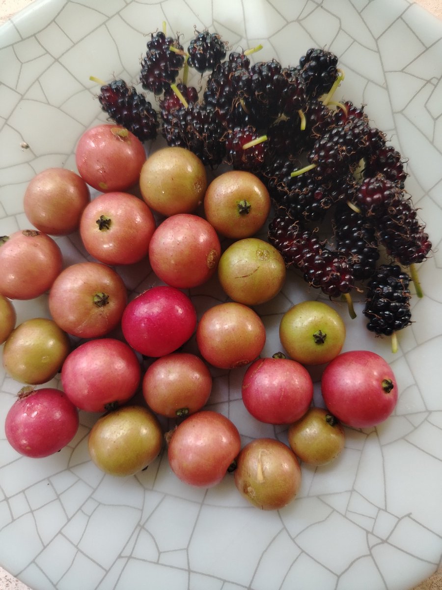 sadenysxxx's tweet photo. #foodtwt / #fruittwt healthy muna ak https://t.co/gTSbzGbnWi