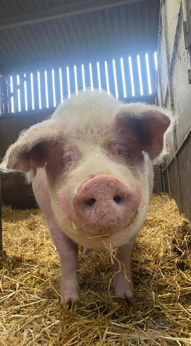 RathboneKim's tweet photo. 🆘Save the Boar Barn!🆘
The fundrasier seems stuck??
Come on lets give this fundraiser a Barney Boost!🐗
Let get the fundraiser to save his barn over the £25k mark!
Barney and Pals need your help!
Pls DONATE what you can and re-post
Thank you!🙏⬇️

https://t.co/1K3Kk4xXe2 https://t.co/AdkM3yMS7p