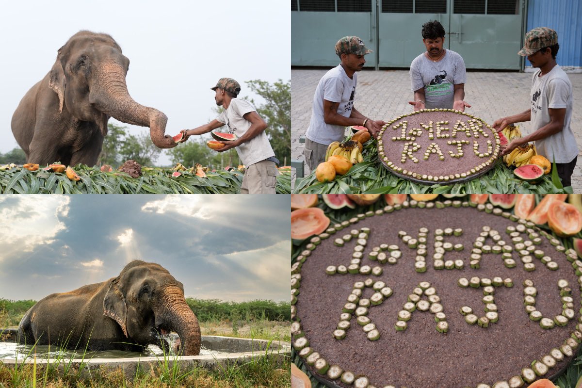 SolSniperUSA's tweet photo. @WildlifeSOS Happy Birthday Raju The Elephant 🐘 https://t.co/9GQu3AaGBG