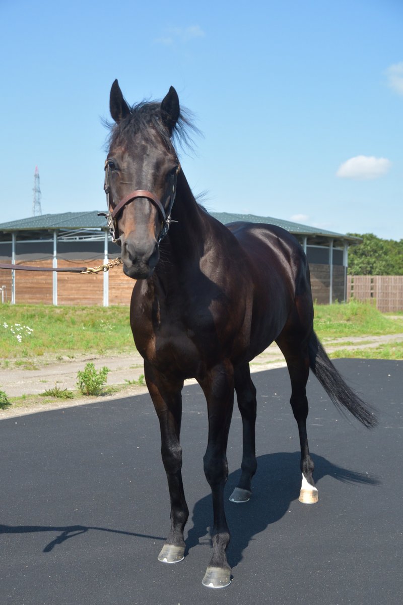 Famous_Silk's tweet photo. ヴィンセンシオ / NF空港
相変わらず見栄えのする馬体で、走る馬の雰囲気が漂う。去勢効果はこれからのようで、歩きの際はチャカつく面を見せる。状態面に不安はないものの、夏場は適鞍が無いので、もう少し北海道で調整を続ける見込み。森調教師も来場して状態を確認。復帰戦はOP特別で検討中。 https://t.co/krRBqAzN3z