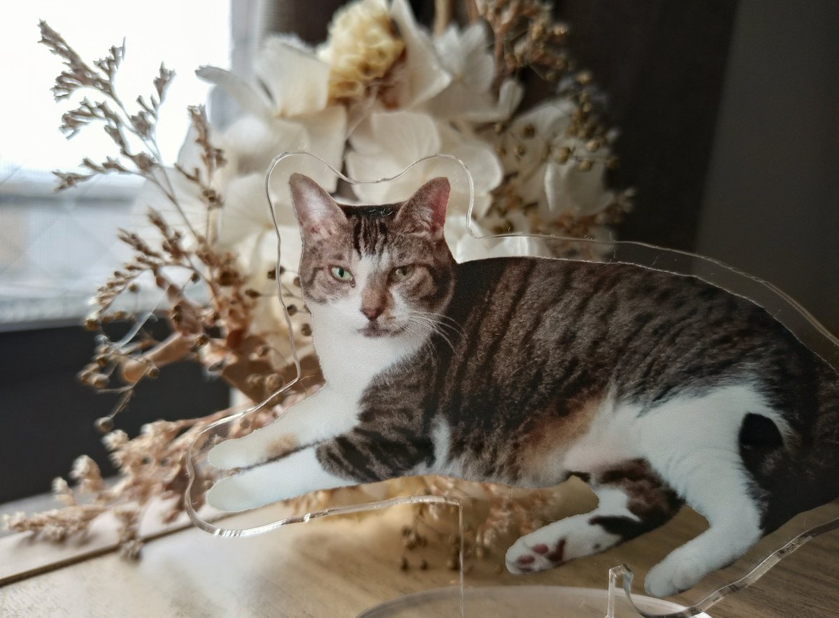 __Ikko's tweet photo. 猫のアクスタができましたー
これが推し活ってやつ？ https://t.co/74khv0nVpJ