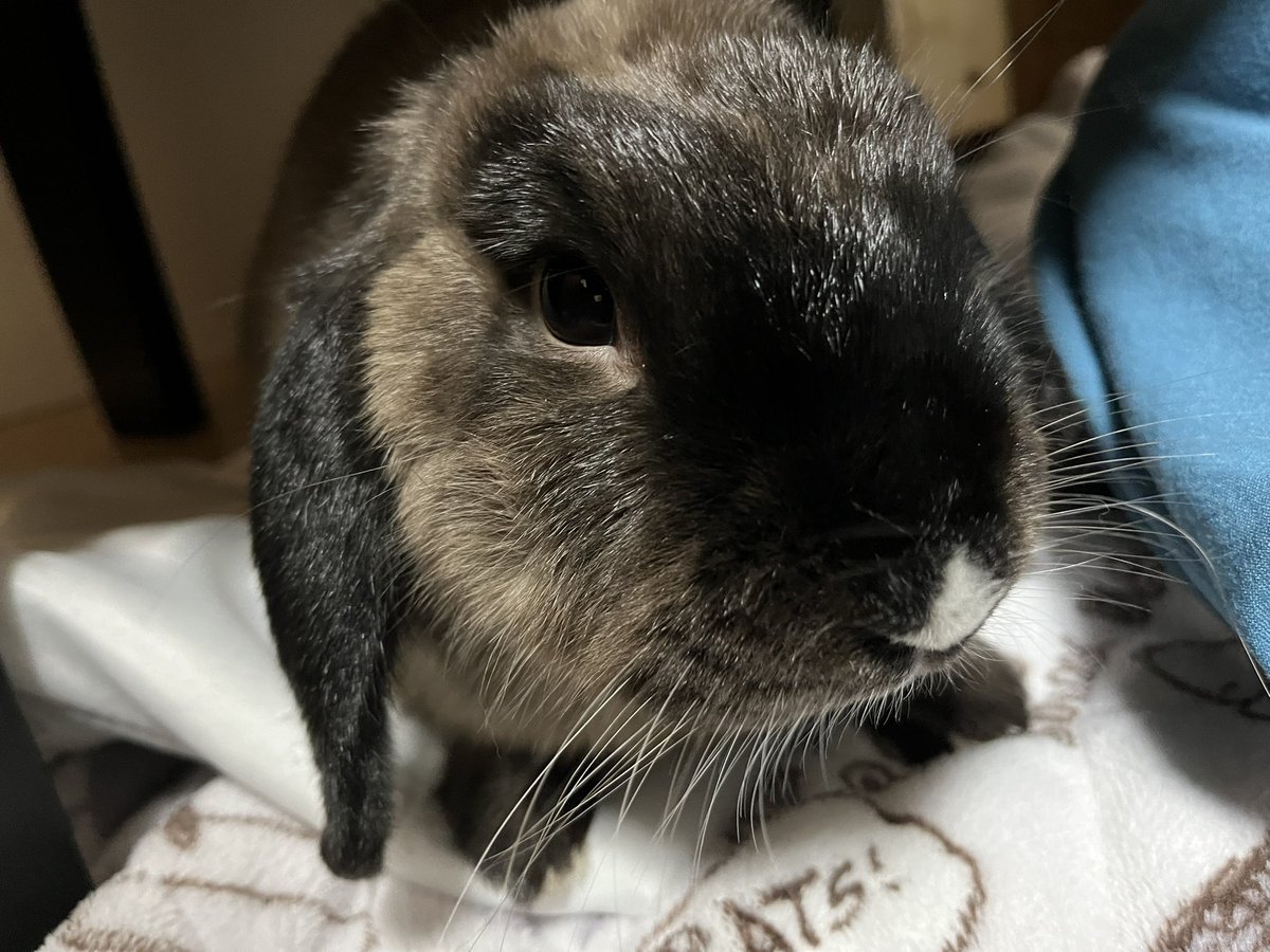 cojiro16's tweet photo. 飼い主に執拗に撫で回されて、頭がパヤパヤになりましたの顔🐰 https://t.co/qrROF5zdqx