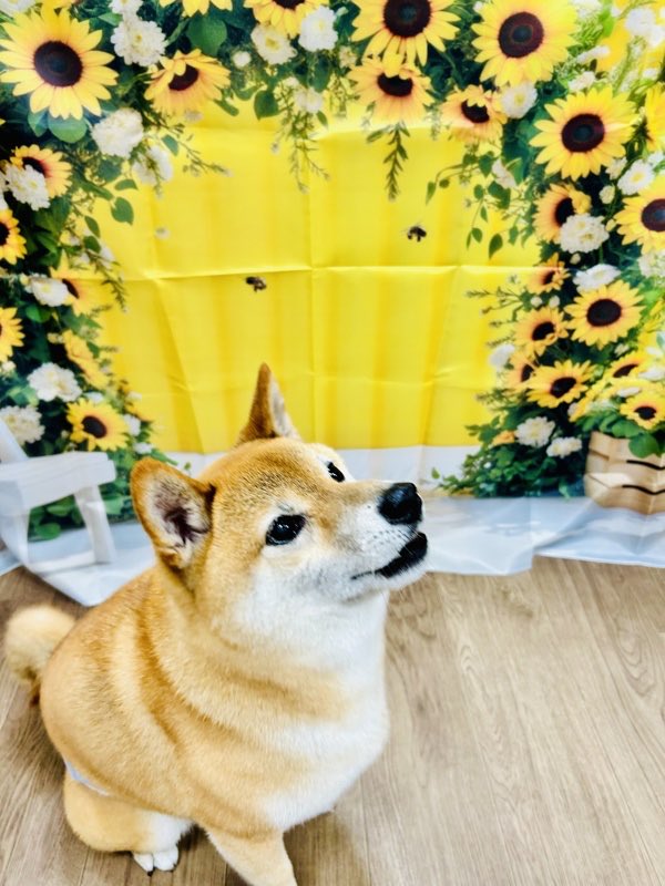 maburu0250's tweet photo. 今日はシャンプー
一段と可愛くなりました https://t.co/UUkdISsFyS