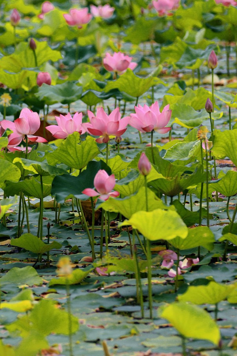 iQuanzhou's tweet photo. The prime viewing season is here! If you wait any longer, you’ll miss the summer charm of Quanzhou Ancient City!#Quanzhou #TravelQuanzhou https://t.co/IqKdvjlwlZ