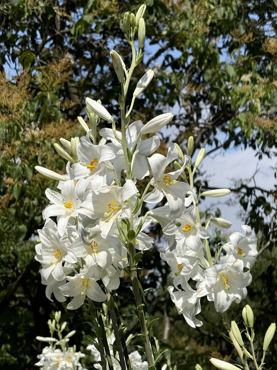 yutavd1's tweet photo. 『百合が原公園』、『中央花壇』で咲いていた『ユリ』の写真になります。
⁡
こちらの花壇では、約4700株、3色5品種の『ユリ』を楽しむことができます。
⁡
撮影した段階では、大体最初に咲く『黄色の百合』が見頃を迎えていましたね(^-^)
⁡
■7月1日撮影
#キリトリセカイ
#札幌
#北海道 https://t.co/1g6L6dGUtE