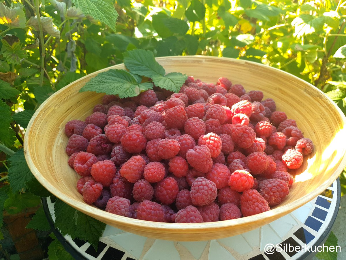 Silberkuchen's tweet photo. Frisch vom Strauch .....Himbeeren #himbeeren #eigeneernte #garten #gartenzauber #foodphotography #gardenlove #selbstgepflanzt #gesundeernährung #healthyfood #foodblogeats #foodbloggerlife #foodforlife #liveausdemgarten #picoftheday #mitliebegeerntet #ahwieschön #bio #bio #news https://t.co/xGg0jTPacK