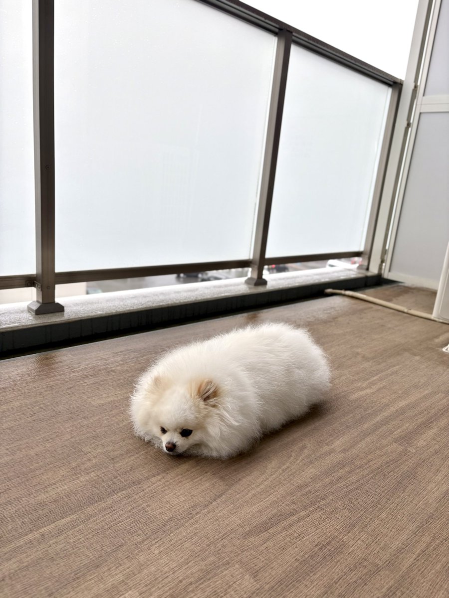 pome_tenkun's tweet photo. 雨でつまんないの https://t.co/XxRdxGvlKo