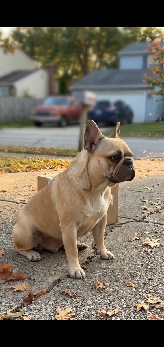 SadiqAkuma's tweet photo. @Crazymoments01 Staging emotional animal stories has become one of the fastest ways to farm engagement on this platform. A purebred French Bulldog left perfectly groomed next to a pristine cardboard box screams "pause for a photo op. https://t.co/ieUCwyPgAi