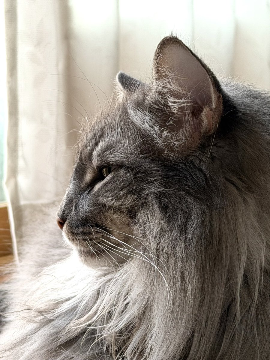 asa_no57's tweet photo. ひなたんの横顔は本当に美しく凛々しい…怪獣だけど
#rien_cats #ノルウェージャンフォレストキャット https://t.co/eZCuOilybZ