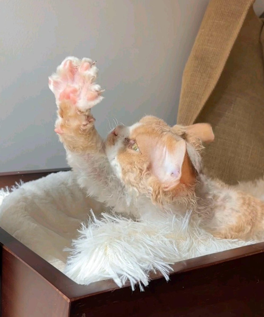 PintrvaLeila's tweet photo. Every morning, my fluffy pup greets me with a waggy tail and warm snuggles—this little daily joy makes even the toughest days feel bright. #PetLove https://t.co/32tfJUULMQ