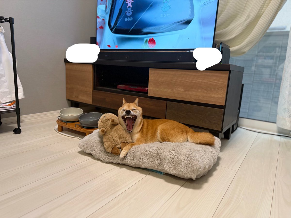 usamarumuumin's tweet photo. 色んな角度からの大あくび🥱🐶🍓 https://t.co/l1XtFLhFPm