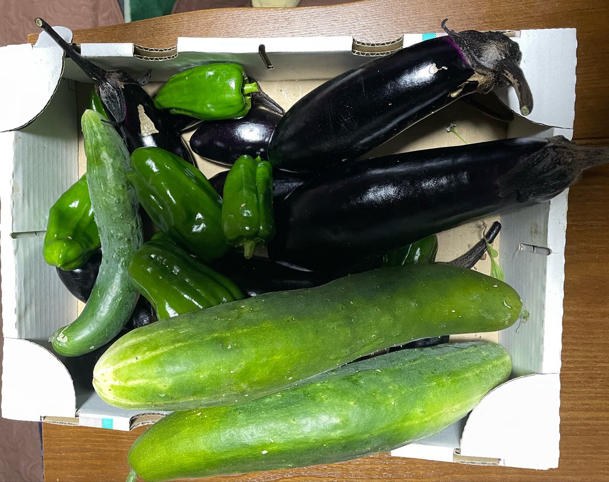 empitsu4B's tweet photo. 夏野菜収穫
雨続きで
久しぶりに畑に出たら
草はボーボー
野菜は巨大化 https://t.co/npRPHiCIZ9
