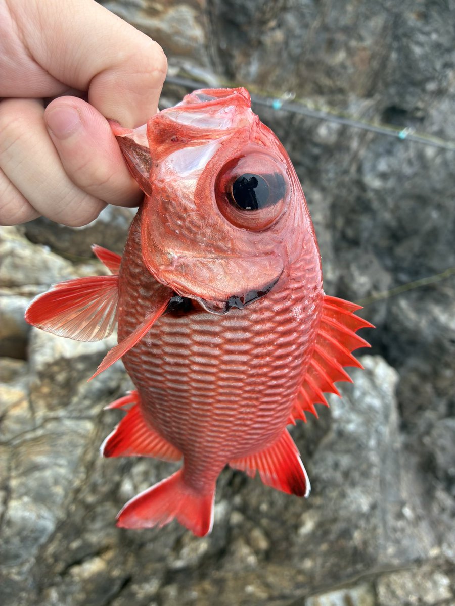 Slurpentine_3's tweet photo. 沖磯で釣りしてた
船代高すぎて赤字😭 https://t.co/sT2wVjn5qf