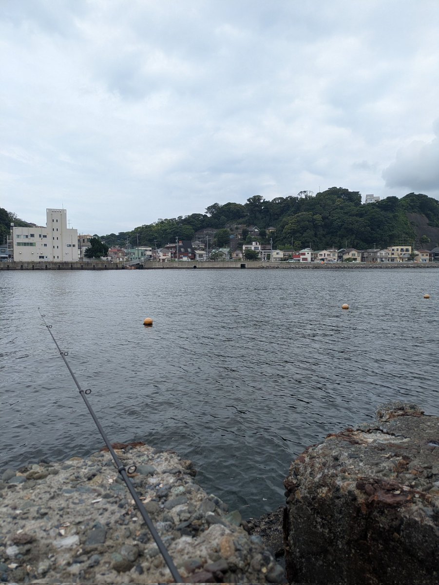 anchor323's tweet photo. 7月4日　11:00-13:00
浦賀湾駐車場裏
キス4、鯖4、ハゼ6

寝坊した。
朝から入りたかったのにこの体たらく。

ジャリメを付けてニ投目で本命キャッチ。
その後も毎投何かしらの当たり有。
楽しい。
帰り際、水面を小鯖の群がいたのでお土産補充！
10分で4匹。
サビキ持ってくれば良かったな。 https://t.co/6WXxNpeXJY
