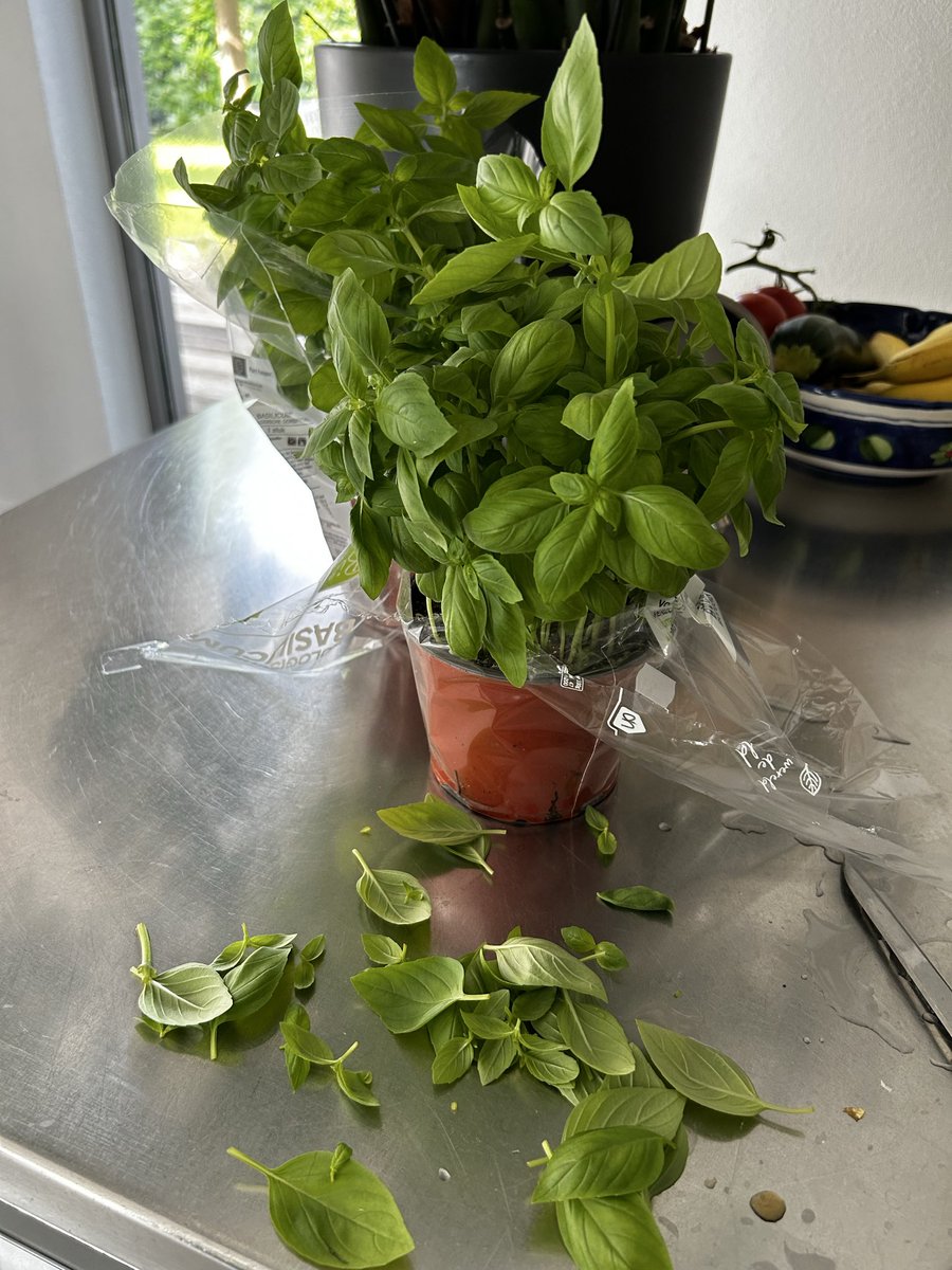 NelvdL's tweet photo. Goedemorgen, al vroeg uit de veren om iets te proberen !! Basilicum plantjes kweken. Hebben jullie dat wel eens gedaan en lukte dat? https://t.co/zvpVo2eWSv
