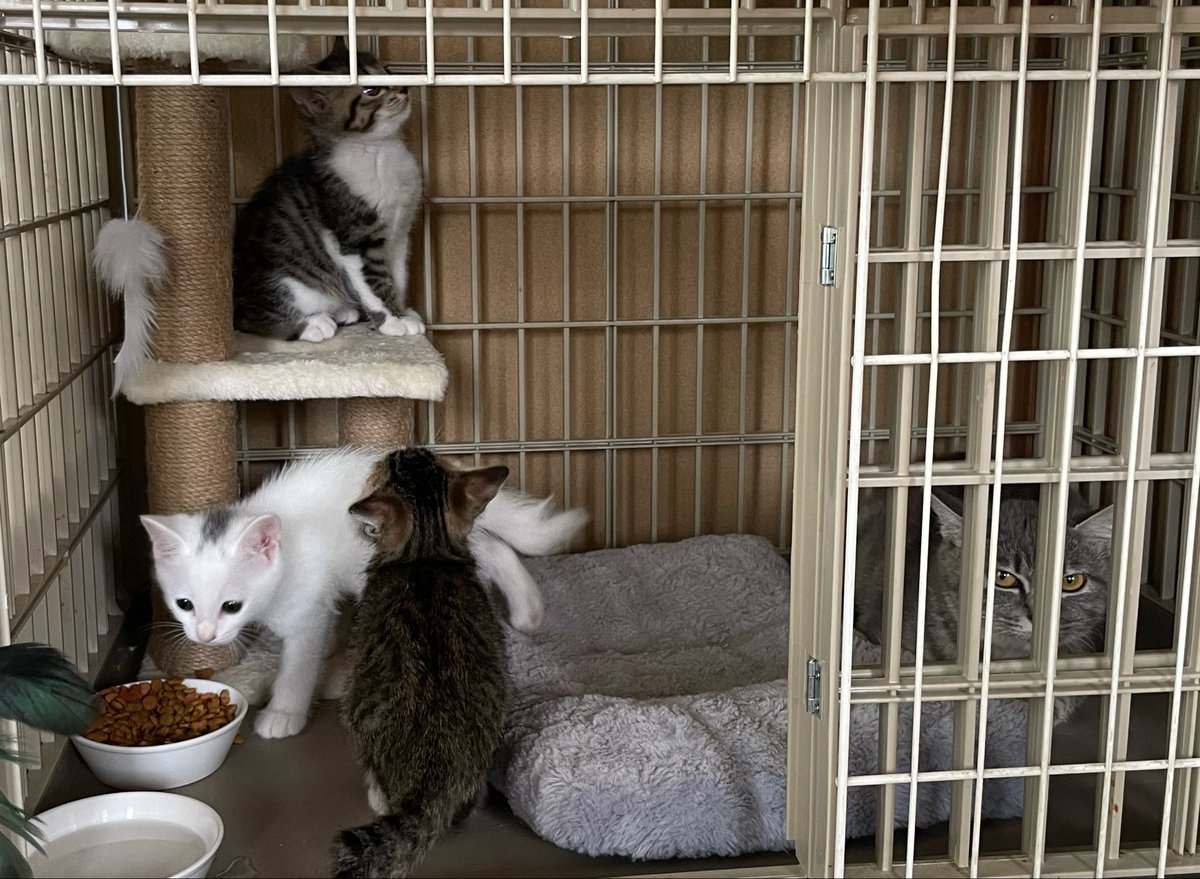 三毛3号🐾 (@calicocat_meow3) / Posts / X