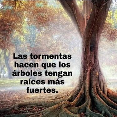 jgsalvuchi's tweet photo. DETERMINACIÓN...

Ante la adversidad un pueblo en resiliencia no se detiene.

DETERMINATION...

In the face of adversity, a resilient people doesn't stop.

(Storms cause trees to have stronger roots.) https://t.co/RsSK6QdOTr