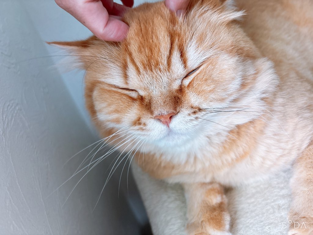 mihoppy2525's tweet photo. 最近心荒んでるから癒されに猫吸ってきた🤤（実際は威嚇されまくってまったく吸えない） https://t.co/Gz74jTuFZ2