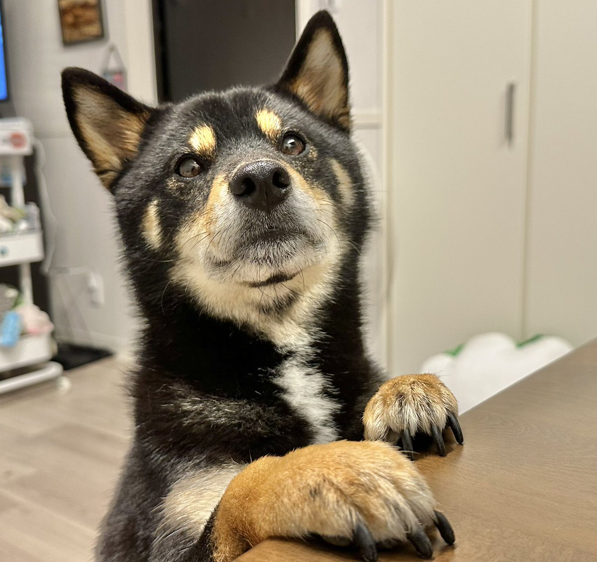 Gin_kuroishiba's tweet photo. ボクにもください！！！

#柴犬
#黒柴
#おやつ
#おねだり
#かわいい https://t.co/RSZn5ZOkUt