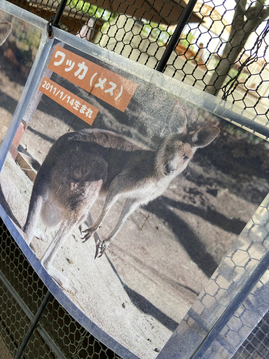 megumids's tweet photo. グンディとピラルクが見たくて生物園に行ってきました🥰✨
下くぐって水槽の内側に入れるタイプは初めてでした😇 https://t.co/Kmj0wC06ac