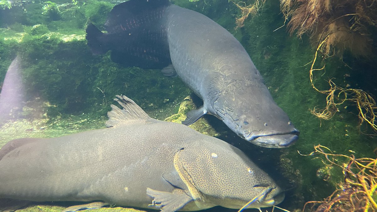 megumids's tweet photo. グンディとピラルクが見たくて生物園に行ってきました🥰✨
下くぐって水槽の内側に入れるタイプは初めてでした😇 https://t.co/Kmj0wC06ac