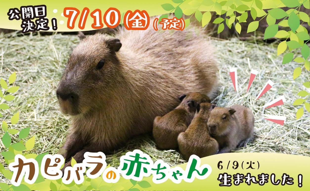 カピバラ 様 神戸どうぶつ王国 on X: 