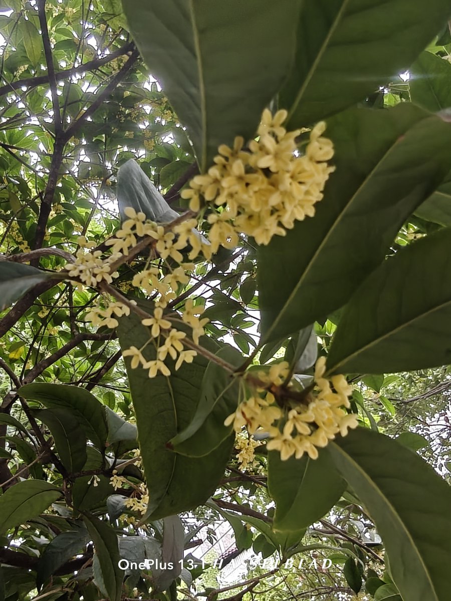 nakirluj's tweet photo. Sunny autumn morning, the air smells of osmanthus and fresh coffee  Perfect for a slow walk to work! https://t.co/XWRaJ27oUz