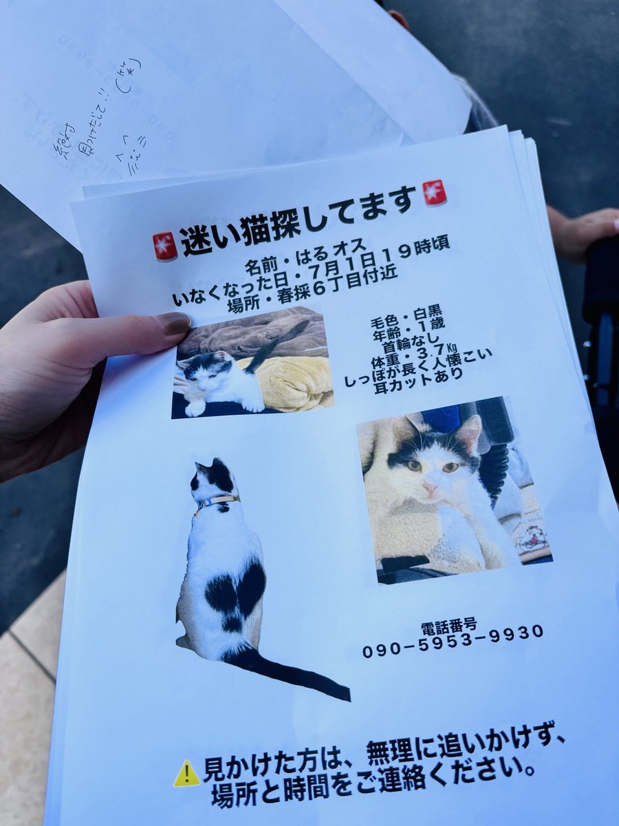 uqj_hl's tweet photo. 迷い猫です。
見かけたらお願いします https://t.co/d1zwEHQYCh