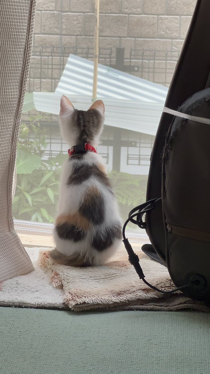 ssmi5103's tweet photo. 人間と遊ぶのに疲れた猫 https://t.co/dt2iBD6tP4