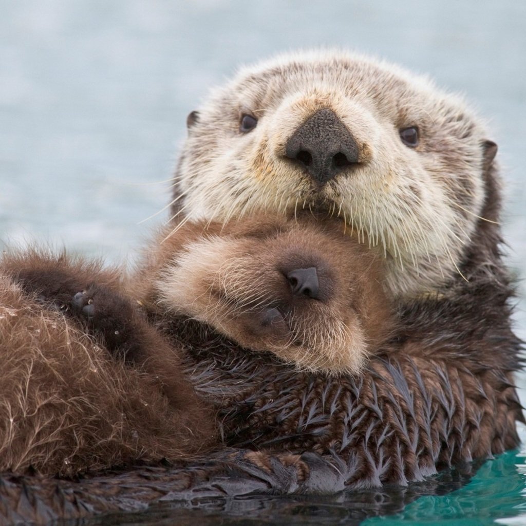 wylfcen's tweet photo. Fun fact: Old English had a word that meant ‘relating to otters’. It was “ytren,” from Proto-Germanic *utrīnaz. If it survived to today, it’d be “ittern.” https://t.co/bWPveGGeVh