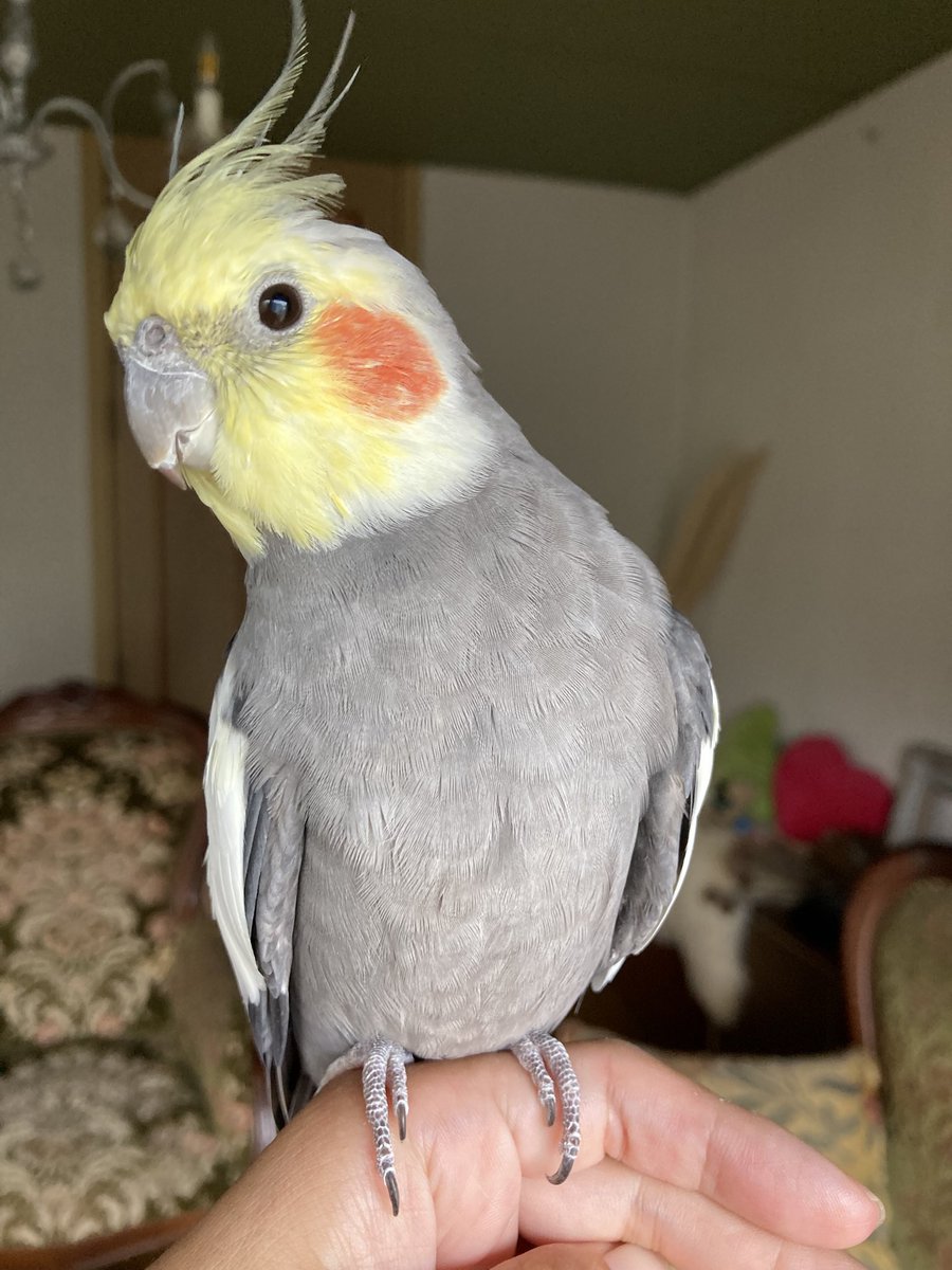 アンテナたってるよ〜📡 ＃cockatiel ＃オカメインコ ＃ちぇりっこ